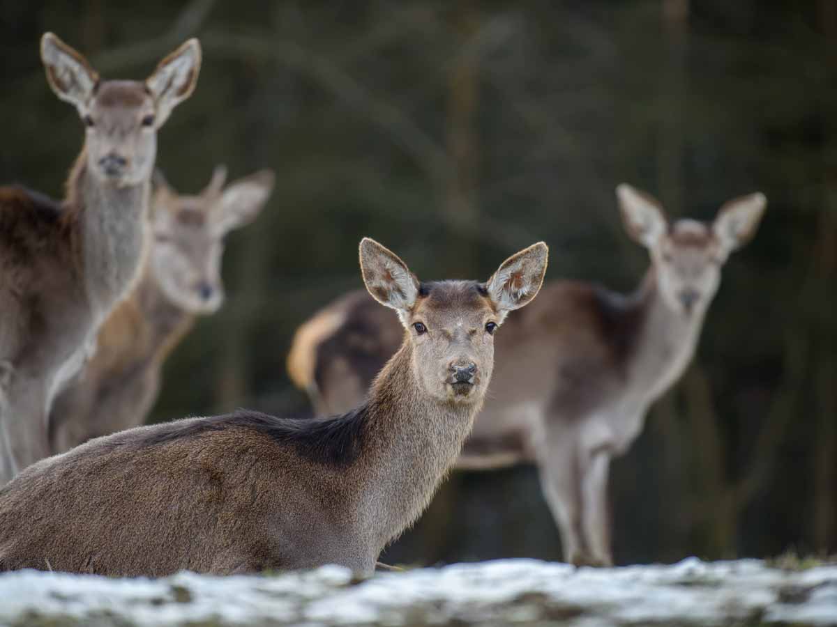 Red hind stalking in the Scottish Highlands