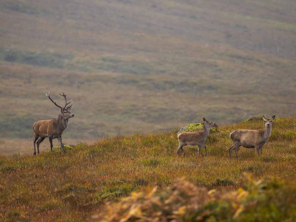 Red stag stalking in the Scottish Highlands