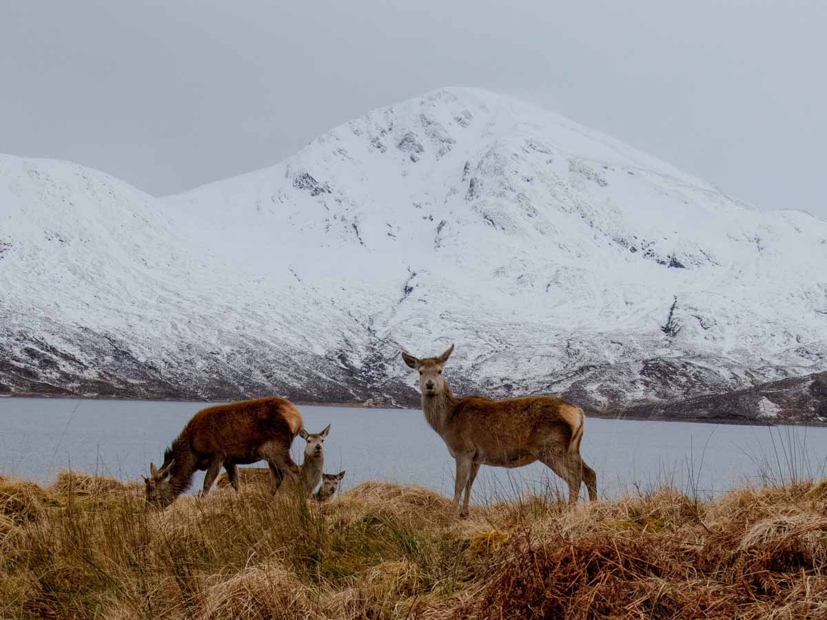 Heritage and Country bespoke stalking service